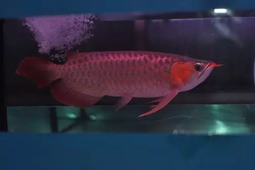 檢疫期間龍魚需要喂食嗎？：網(wǎng)絡(luò)游俠，養(yǎng)魚心得:記住這9點,讓你的龍魚活的更就一些吧! 檢疫期間龍魚需要喂食嗎？：網(wǎng)絡(luò)游俠，養(yǎng)魚心得:記住這9點,讓你的龍魚活的更就一些吧! 龍魚百科 第3張