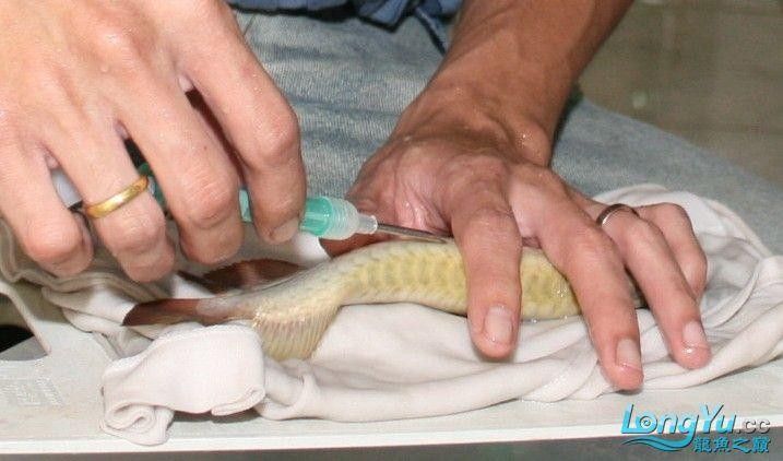如何申請龍魚證書：水生野生保護動物辦理標識相關問題解答