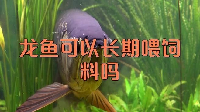 龍魚營養(yǎng)不良如何預(yù)防？：龍魚營養(yǎng)不良如何預(yù)防
