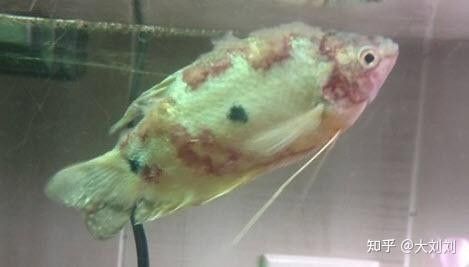 六角龍魚水霉病會自愈嗎？：六角恐龍魚（六角龍魚）水霉病無法自愈，必須通過人工干預治療