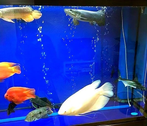 龍魚和虎頭鯊混養(yǎng)需要多大的魚缸：龍魚與虎頭鯊混養(yǎng)時，魚缸尺寸需綜合考慮兩種體型、活動空間及混養(yǎng)密度