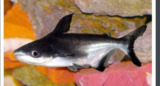 成吉思汗鯊魚混養(yǎng)的最佳水溫是多少？：成吉思汗鯊魚混養(yǎng)的最佳水溫為22-[需手動(dòng)填充]
