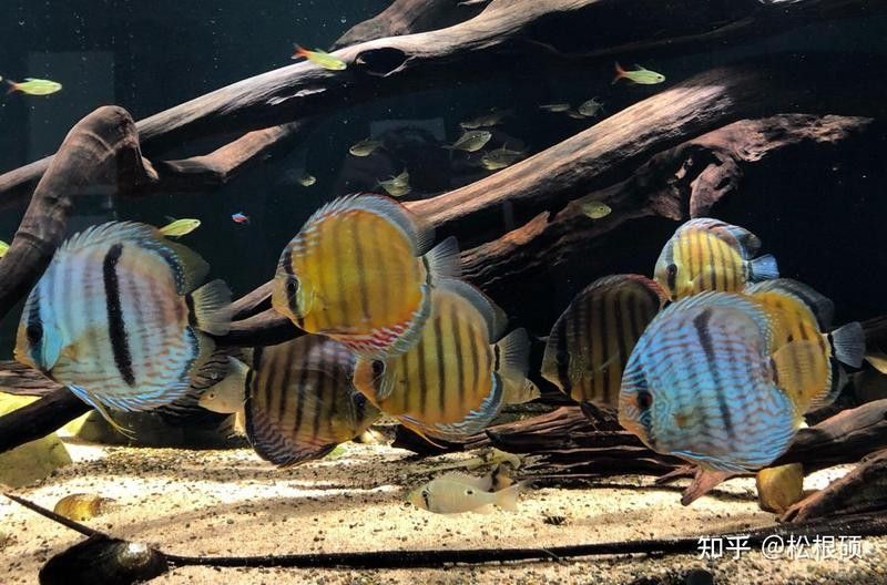 七彩魚和龍魚混養(yǎng)需要多久適應：七彩神仙魚與龍魚混養(yǎng)的適應周期及注意事項