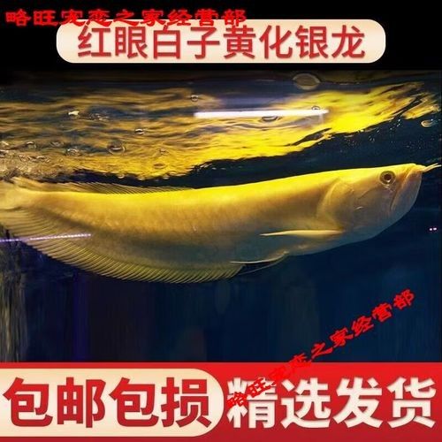 白子龍魚的市場價格是多少？：白子銀龍魚（黃化白子銀龍）市場價格因尺寸、血統(tǒng)和銷售平臺差異較大