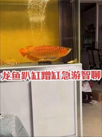 如何找到更多關于黑龍魚的視頻：家養黑龍魚的最佳狀態