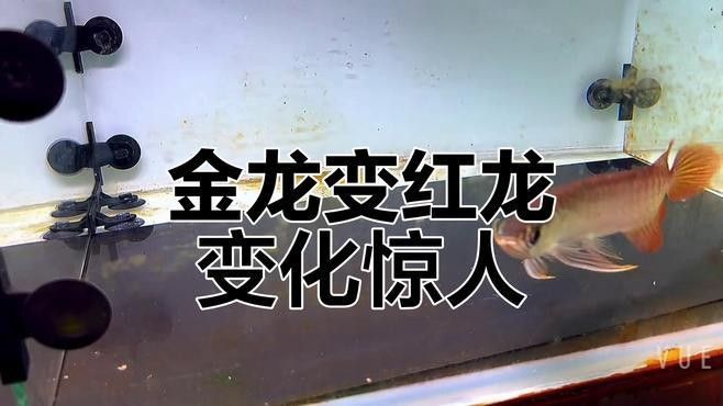 哪種金龍魚品種生長最快：金龍魚多久能長大