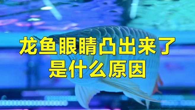 龍魚鼓眼會自愈嗎：龍魚鼓眼能自愈嗎