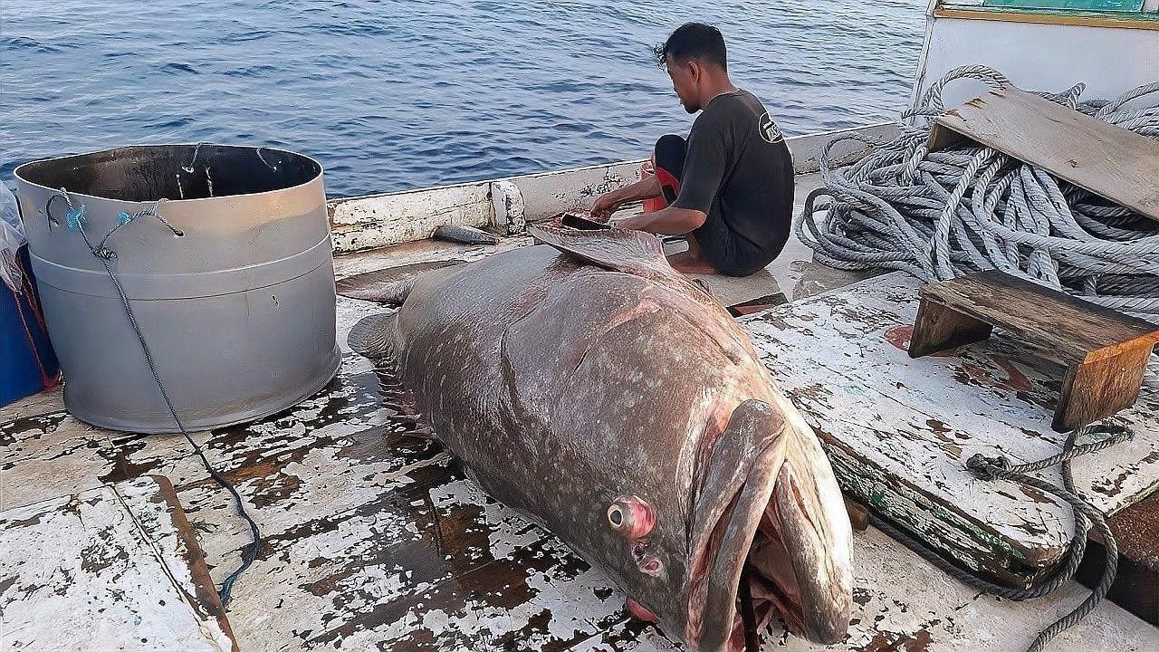 南屏山龍魚的最佳拋竿位置：根據(jù)龍躉魚（龍魚）的生活習性和垂釣技巧