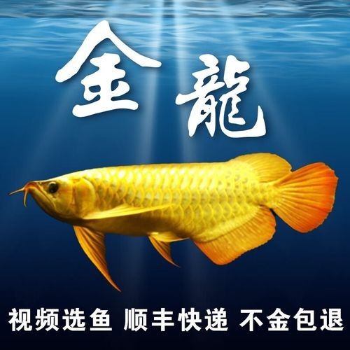 金龍魚觀賞魚哪個產地最好：金龍魚產地特點分析 金龍魚觀賞魚哪個產地最好：金龍魚產地特點分析 龍魚百科 第3張