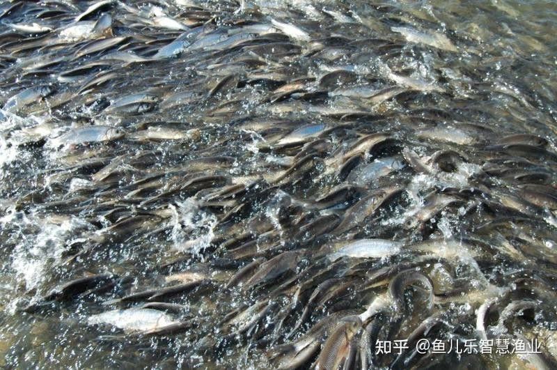 飛鳳魚吸食紅龍體表寄生蟲怎么辦：關于飛鳳魚吸食紅龍體表寄生蟲的問題