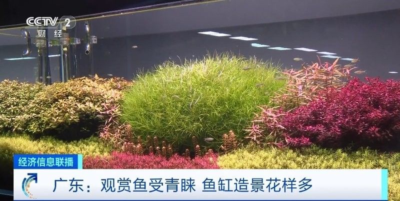 哪里可以購買到純金色金龍魚？：北京大型賣觀賞魚市場及店鋪推薦：紅龍、金龍等高檔觀賞魚