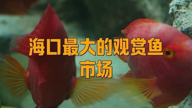 哪里可以購買到純金色金龍魚？：北京大型賣觀賞魚市場及店鋪推薦：紅龍、金龍等高檔觀賞魚