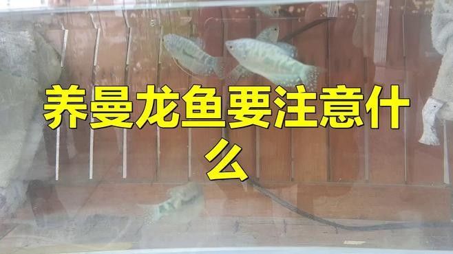 如何預防曼龍魚疾病？：養曼龍魚10大忠告腦腦甜系生活錄