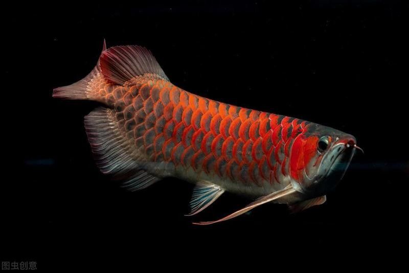 雨湖哪個水族館龍魚好？祥龍魚場龍魚：馬來西亞祥龍魚場20-30公分龍魚飼養(yǎng)技巧與注意事項