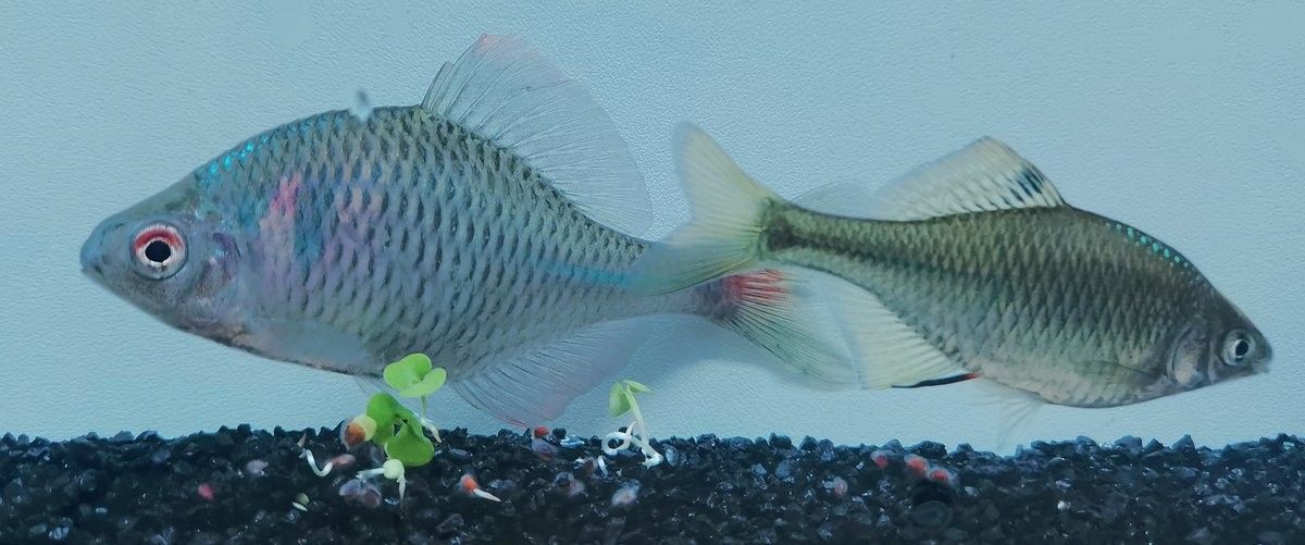 雷龍魚在本地自然水域有分布嗎？：雷龍魚在北京的自然種群數(shù)量如何？