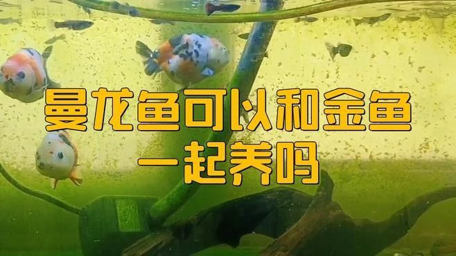 曼龍魚混養適合哪些魚類？：「養魚必看」曼龍魚能和什么魚混養 曼龍魚混養適合哪些魚類？：「養魚必看」曼龍魚能和什么魚混養 龍魚百科 第3張