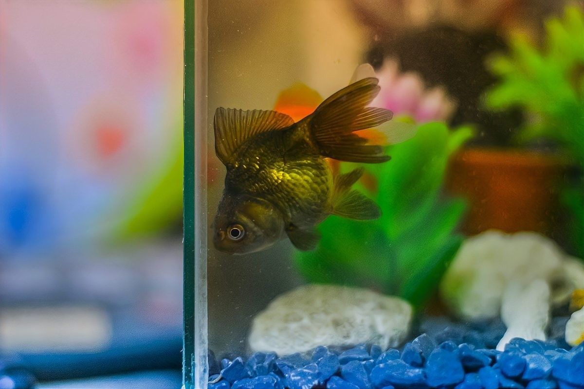 曼龍魚混養適合哪些魚類？：「養魚必看」曼龍魚能和什么魚混養 曼龍魚混養適合哪些魚類？：「養魚必看」曼龍魚能和什么魚混養 龍魚百科 第10張