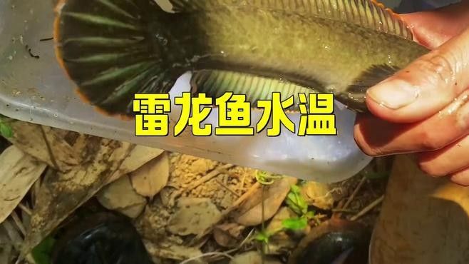 七星雷龍魚(yú)加溫需要持續(xù)多久：七星雷龍魚(yú)的加溫需求