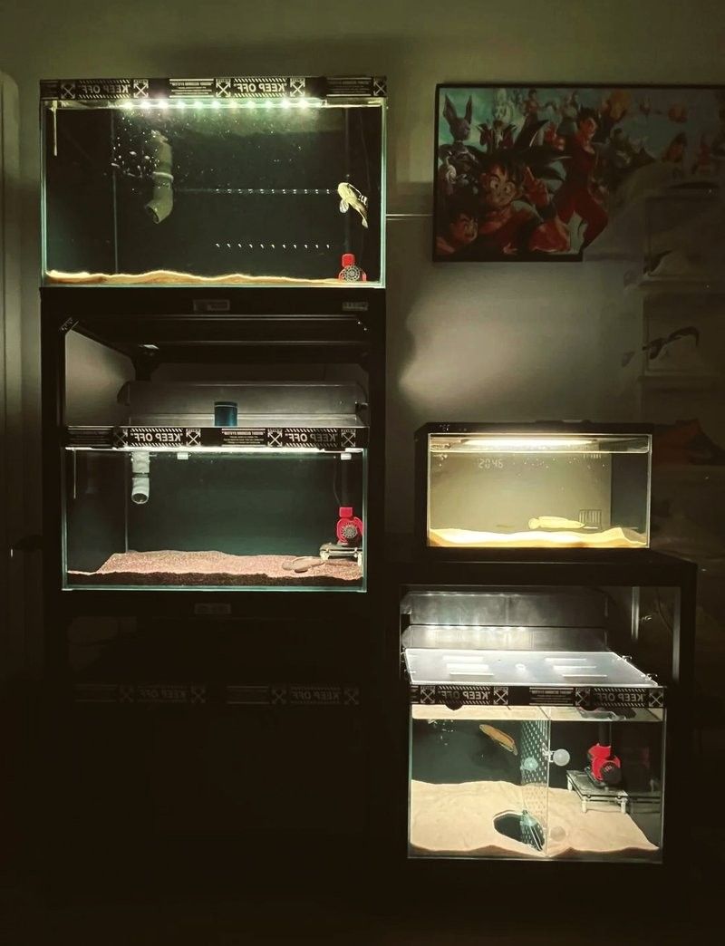七星雷龍魚加溫需要持續多久：七星雷龍魚的加溫需求