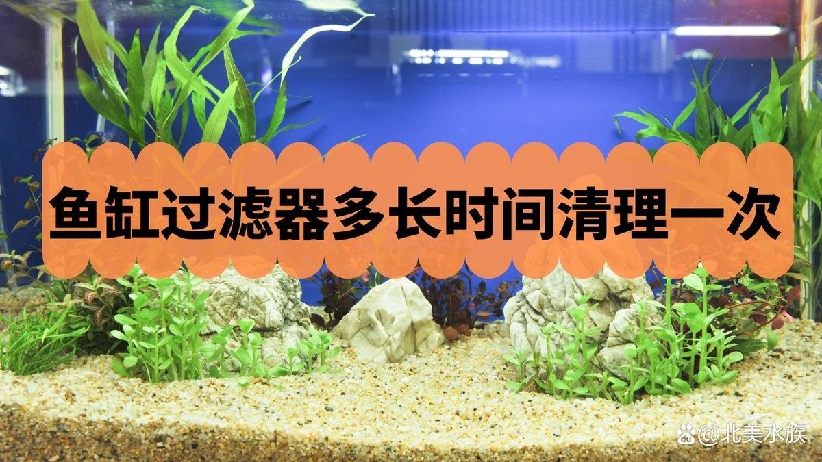 底濾系統多久清洗一次？：底濾系統清洗頻率需根據魚缸實際情況綜合判斷以下要點 底濾系統多久清洗一次？：底濾系統清洗頻率需根據魚缸實際情況綜合判斷以下要點 龍魚百科 第2張