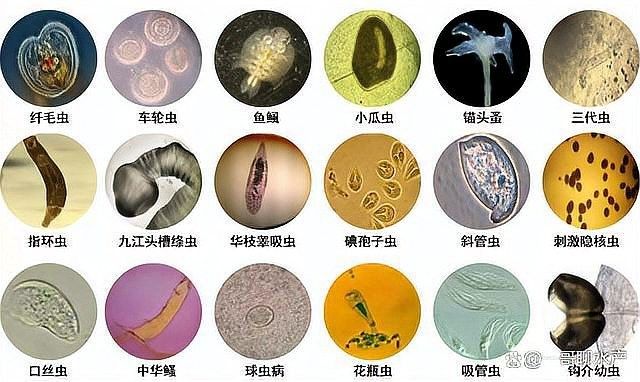 龍魚寄生蟲感染會自愈嗎？：龍魚寄生蟲感染會自愈嗎
