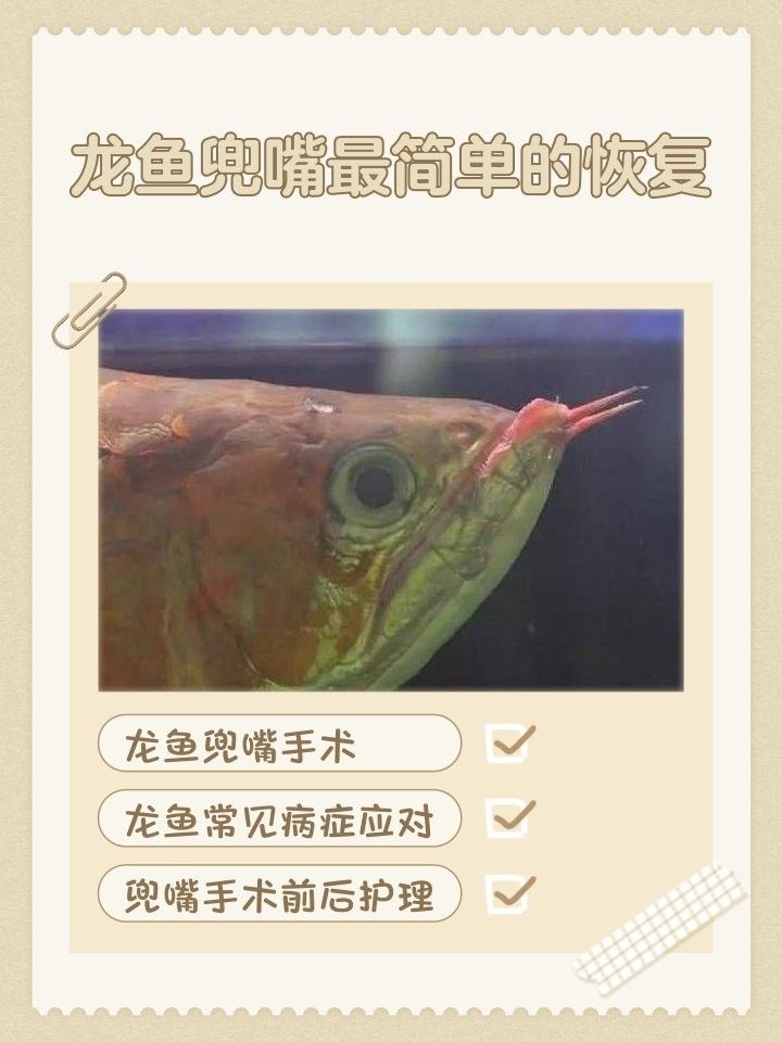 龍魚掰嘴手術后多久能恢復？：龍魚掰嘴手術后多久可以喂食 龍魚掰嘴手術后多久能恢復？：龍魚掰嘴手術后多久可以喂食 龍魚百科 第2張