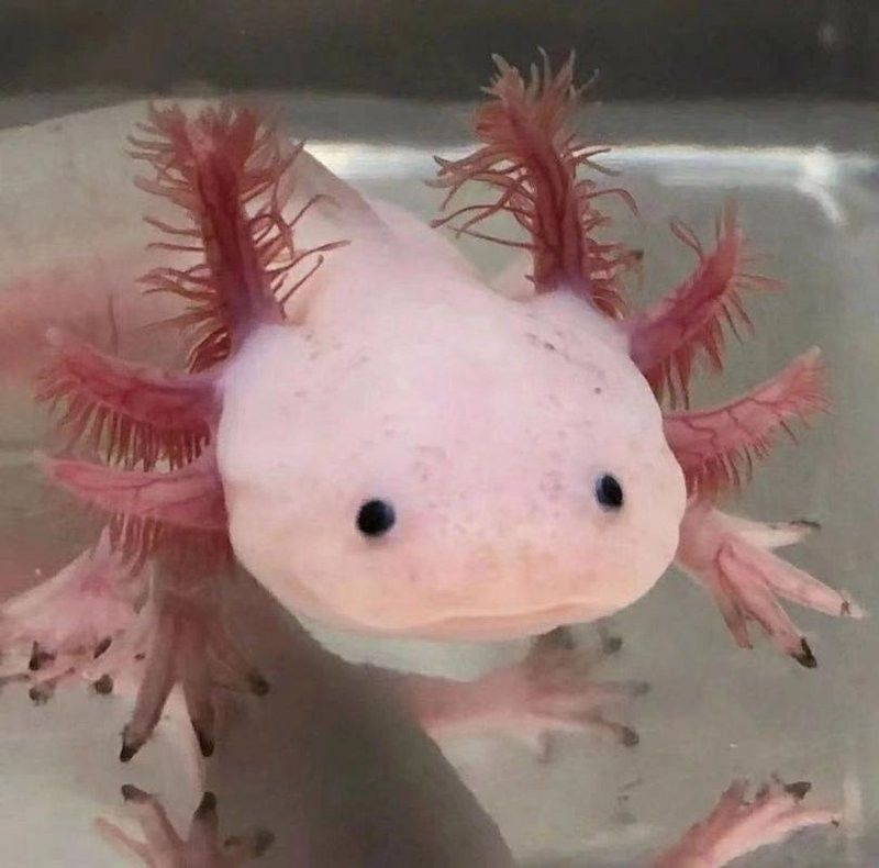 六角龍魚夏天可以吹空調嗎：六角恐龍魚在夏季可以通過空調降溫