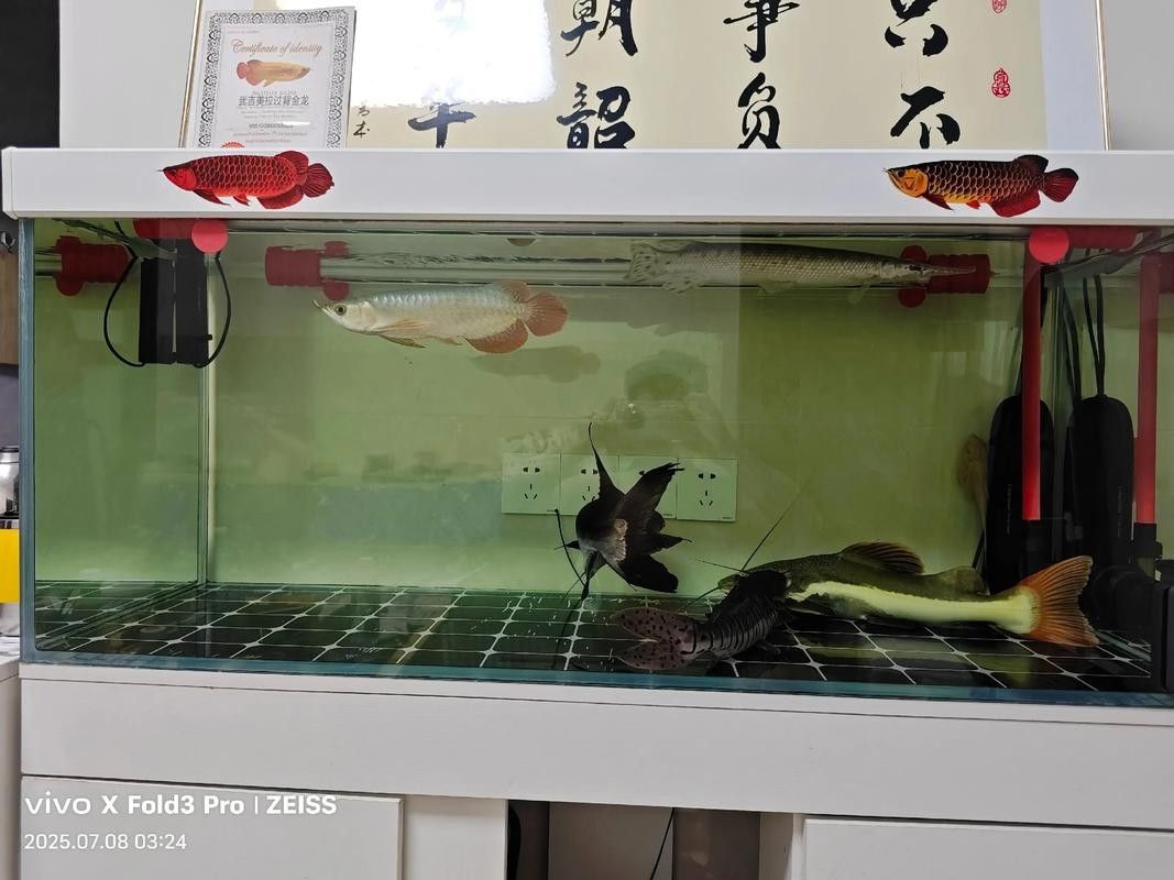 給我推薦幾款適合養紅龍魚的魚缸：幾款適合飼養紅龍魚的專業魚缸推薦