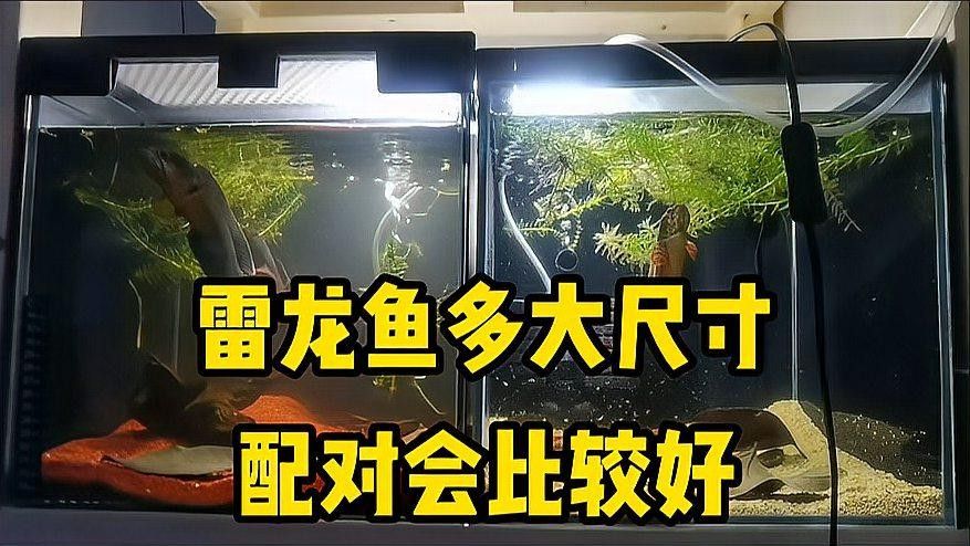 彩虹雷龍魚繁殖需要多大的缸？：彩虹雷龍繁殖所需的魚缸尺寸需根據其成體大小和繁殖行為特點 彩虹雷龍魚繁殖需要多大的缸？：彩虹雷龍繁殖所需的魚缸尺寸需根據其成體大小和繁殖行為特點 龍魚百科 第1張