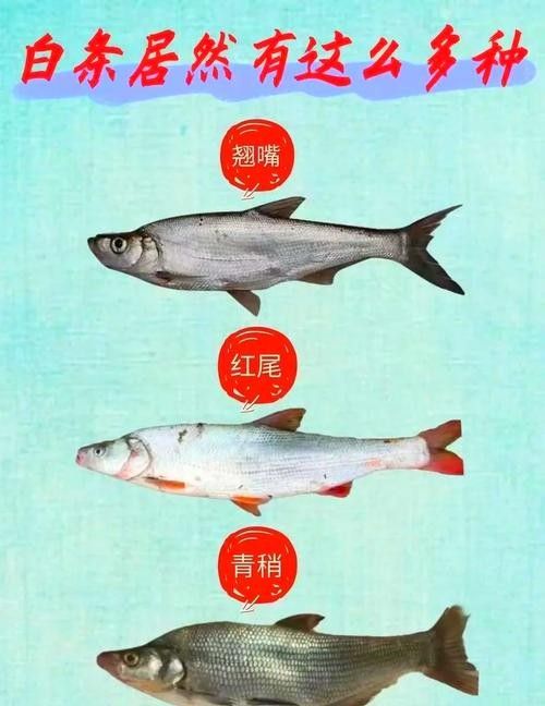 如何判斷白龍魚的純度？：判斷白龍魚的純度需綜合外觀特征、血統表現及基因特性