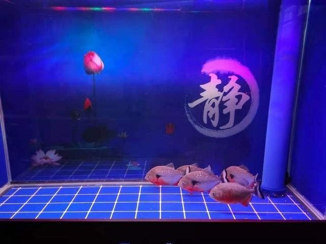 龍魚嘴破后需要隔離嗎？：龍魚嘴巴爛了是什么原因，怎么治療