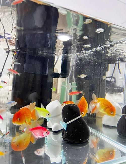 新魚入缸后多久會適應？：新魚入缸后多久能度過危險期寵物小哈哈
