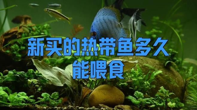 新魚入缸后多久會適應？：新魚入缸后多久能度過危險期寵物小哈哈
