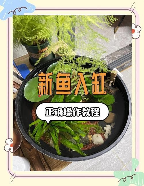 新魚入缸后多久會適應？：新魚入缸后多久能度過危險期寵物小哈哈