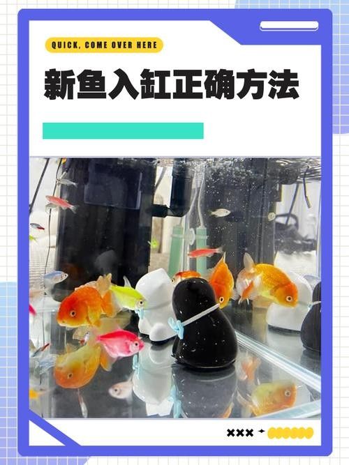 新魚入缸后多久會適應？：新魚入缸后多久能度過危險期寵物小哈哈