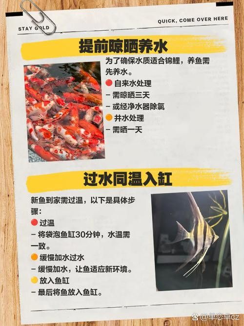 新魚入缸后多久會適應？：新魚入缸后多久能度過危險期寵物小哈哈
