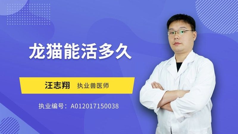 龍貓的壽命有多長？：蘑菇寵醫(yī),龍貓能活多久