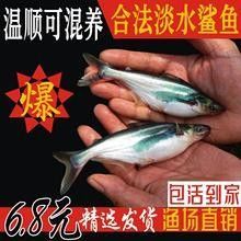 白鯊和龍魚混養需要哪些特殊設備？：混養白鯊和龍魚需兼顧兩者的體型差異、活動習性和水質要求 白鯊和龍魚混養需要哪些特殊設備？：混養白鯊和龍魚需兼顧兩者的體型差異、活動習性和水質要求 龍魚百科 第7張
