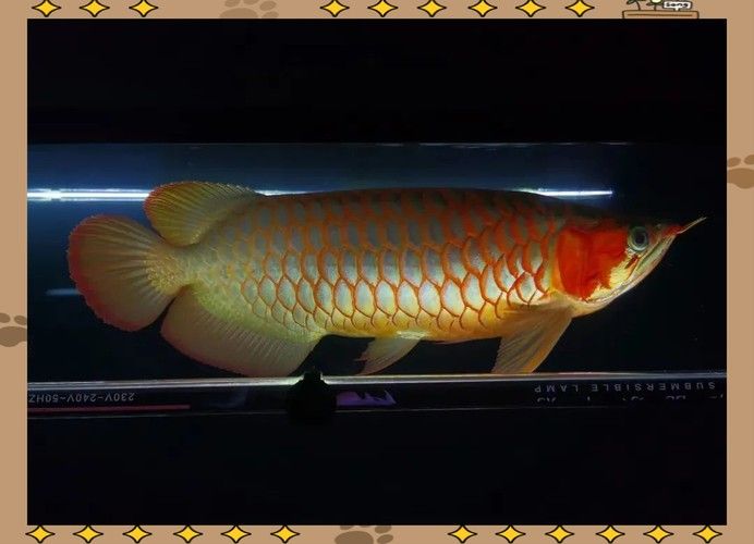 龍魚燈光擺放實例：龍缸燈光擺放技巧 龍魚燈光擺放實例：龍缸燈光擺放技巧 龍魚百科 第27張
