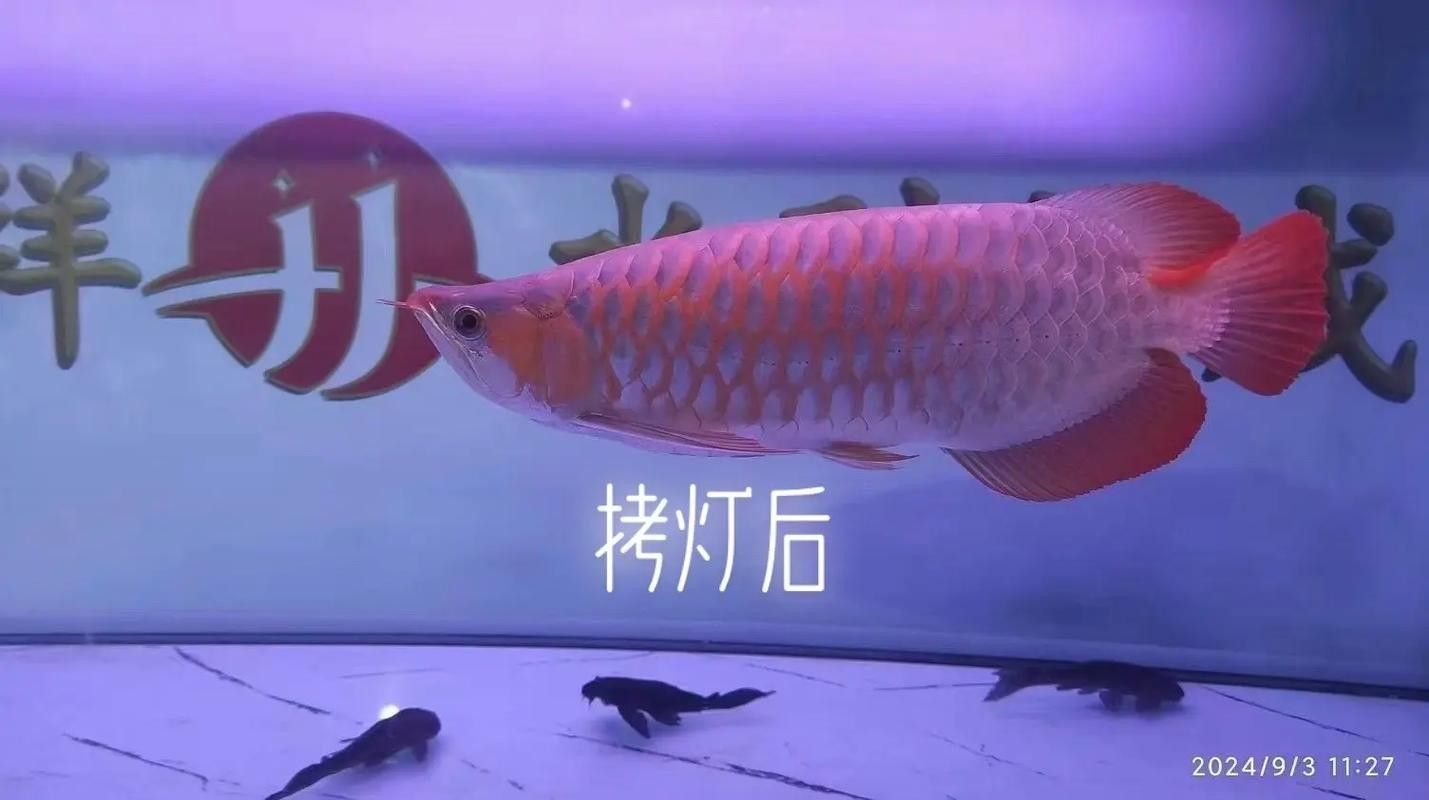 龍魚燈光擺放實例：龍缸燈光擺放技巧 龍魚燈光擺放實例：龍缸燈光擺放技巧 龍魚百科 第25張