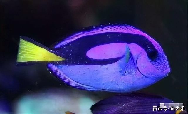 哪些魚更容易感染白斑病：白斑病（白點病）主要由小瓜蟲寄生引起 哪些魚更容易感染白斑病：白斑病（白點病）主要由小瓜蟲寄生引起 龍魚百科 第2張