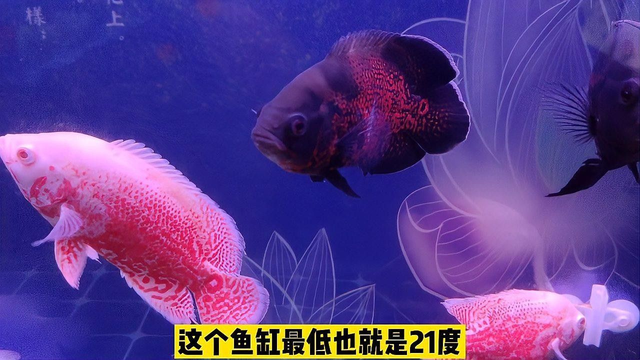 哪些魚更容易感染白斑病：白斑病（白點病）主要由小瓜蟲寄生引起 哪些魚更容易感染白斑病：白斑病（白點病）主要由小瓜蟲寄生引起 龍魚百科 第1張