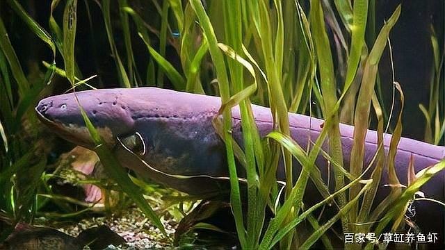 鰻鯛和龍魚能混養嗎？：魚生科技盤點龍魚最適合混養的20種配魚
