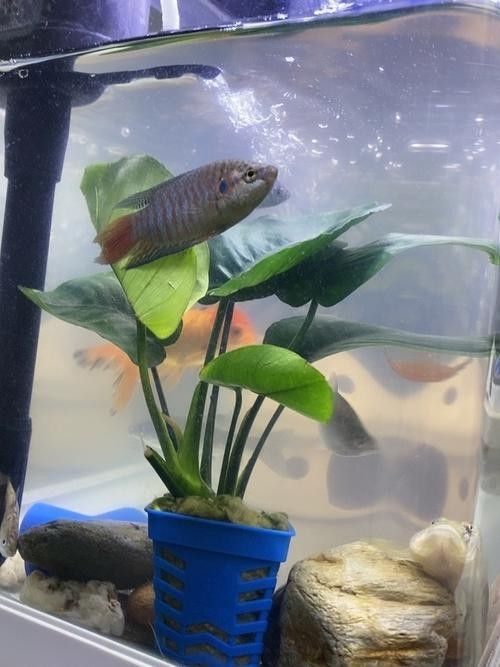 哪些底砂適合雷龍魚？：雷龍魚底砂選擇全攻略
