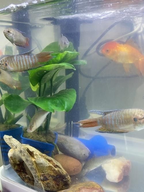 哪些底砂適合雷龍魚？：雷龍魚底砂選擇全攻略
