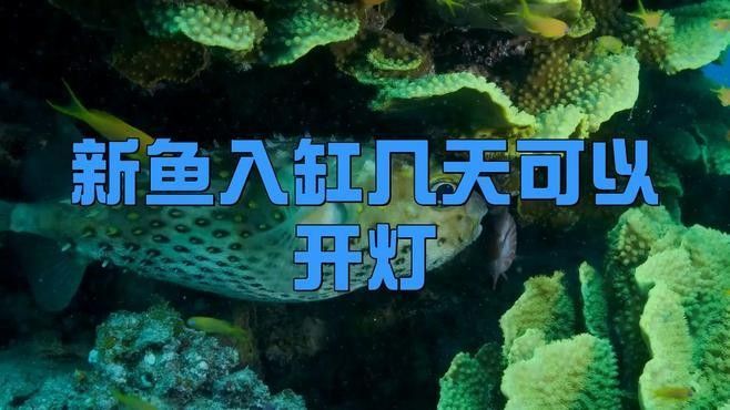 新魚入缸后多久可以開燈？：新魚入缸幾天可以開燈