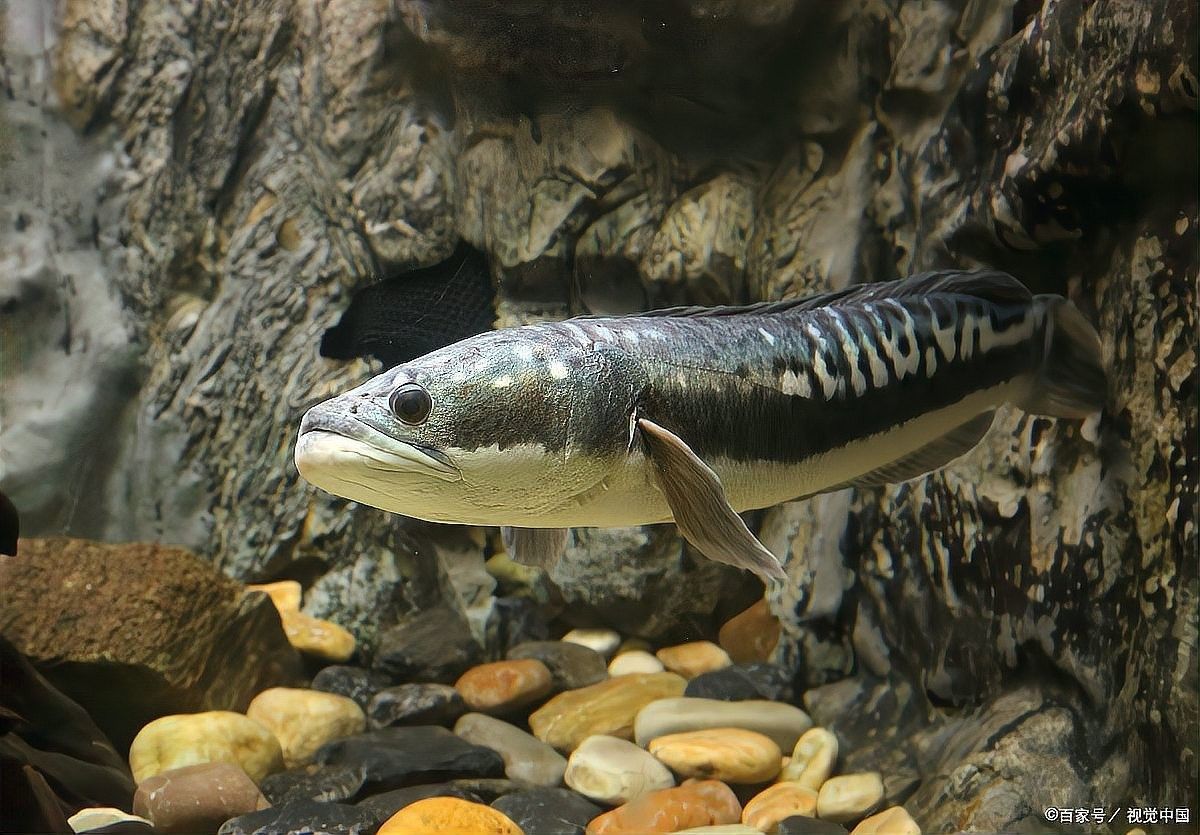 如何判斷酒紅雷龍魚是否發情？：判斷酒紅雷龍魚是否發情主要通過觀察其行為特征和生理變化