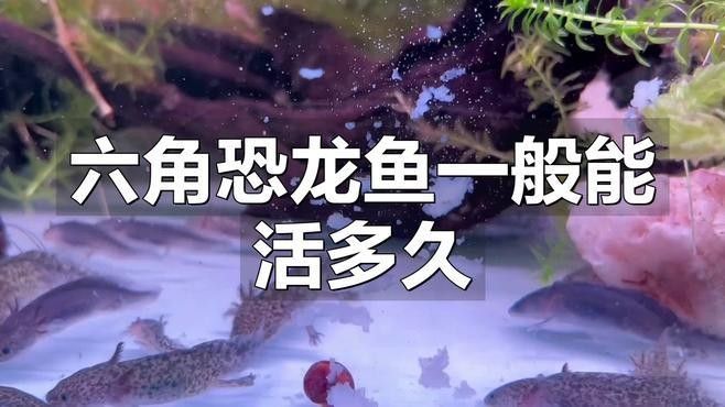 哪些因素會影響恐龍魚的壽命：六角恐龍魚的壽命受多種因素綜合影響