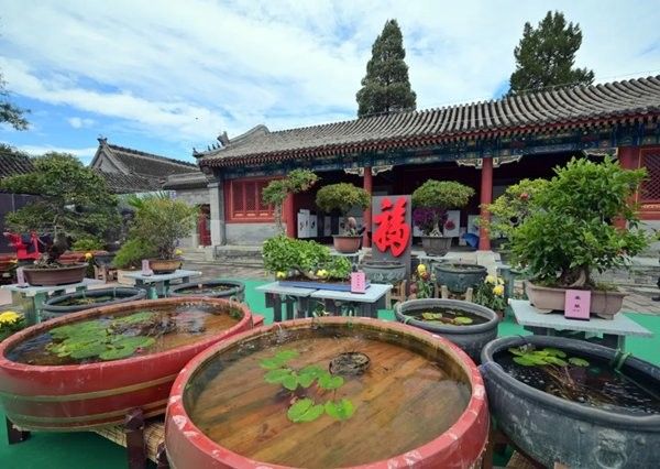永福哪個水族館龍魚好？祥龍魚場龍魚：廣州龍魚祥龍魚場