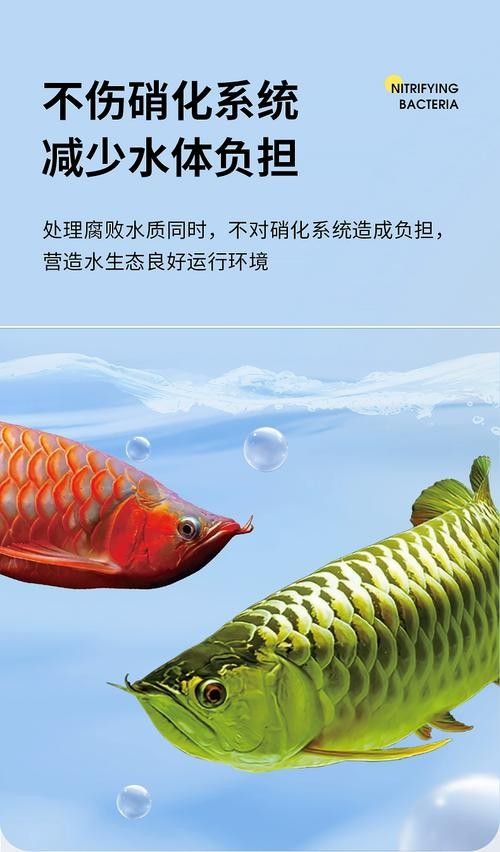 如何預防金龍魚眼睛發白：金龍魚眼睛發白是怎么回事